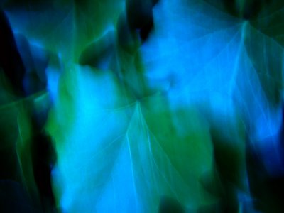 Ivy