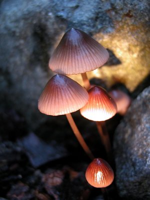 Mushrooms by Maglite