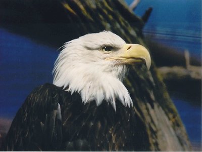 Bald Eagle