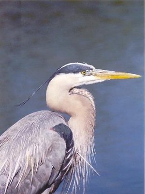 The Hunting Heron