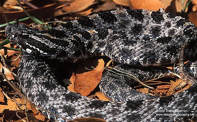 Pygmy Rattlesnake, Florida