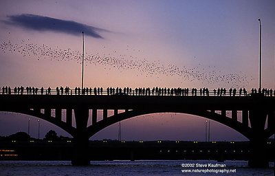 Bridge Bats