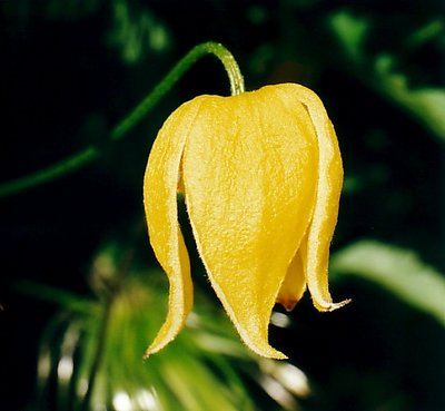 Yellow Bell