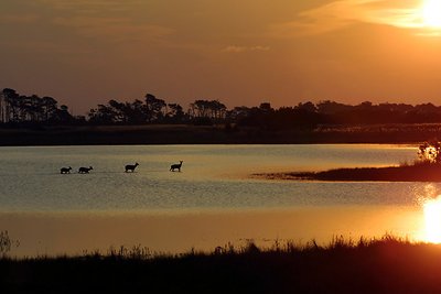 Chincoteague Deer at Sunset