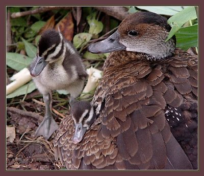 Mother Duck and her babies