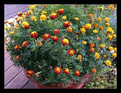 Pot of Marigolds Improved