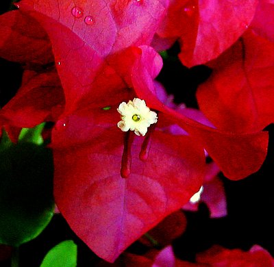 Bougainvillea