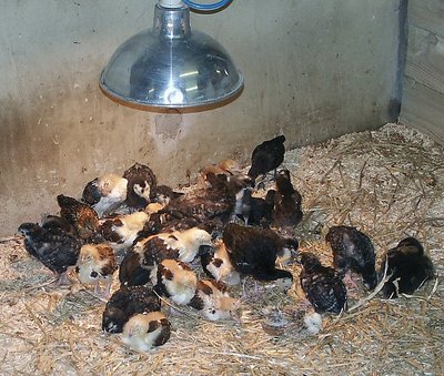 the hatchery