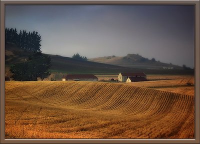 Totara Harvest #2