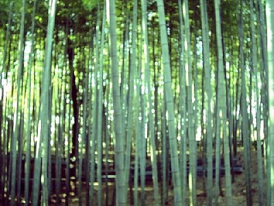 bamboo