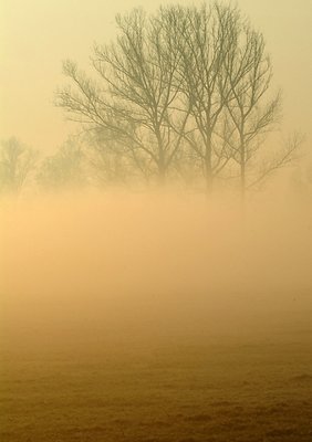 Trees through the fog