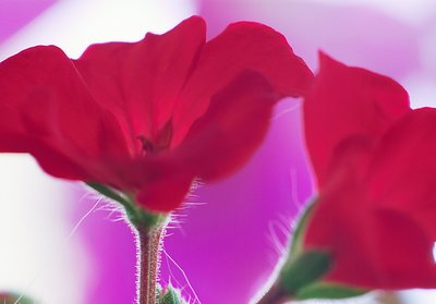 Geranium 2