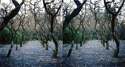 STEREO: Persimmon Orchard