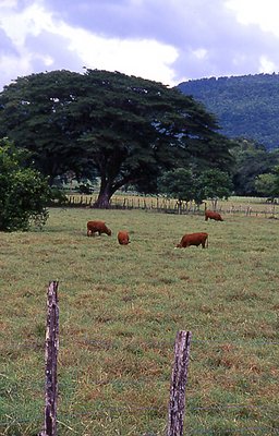 Cows grazing