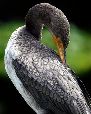 Anhinga Preening