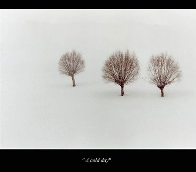 Three trees!