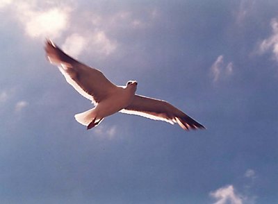 sea gull in flight
