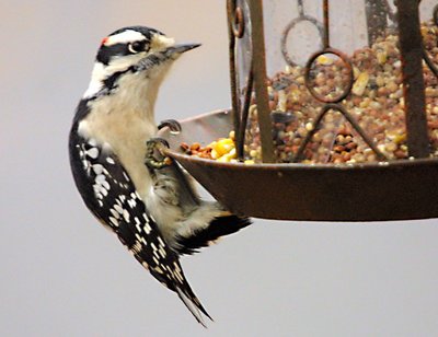 Wood pecker at feeder