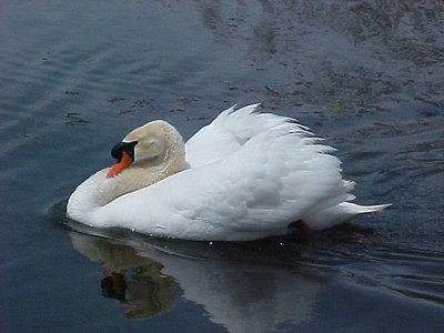 Swan