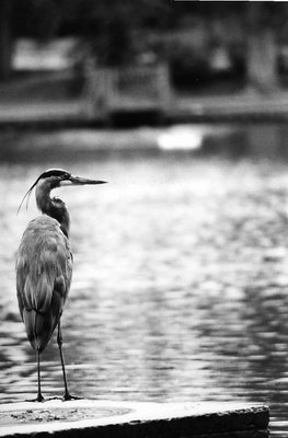 Great Blue Heron 4