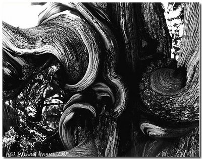 Bristlecone Pine Closeup