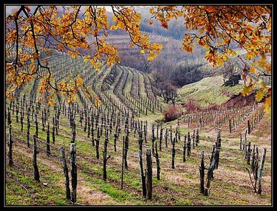 Vines of Collio
