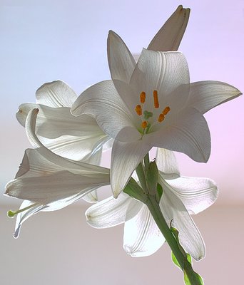 Backlight Lily