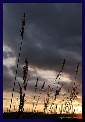 Reed Sunset I