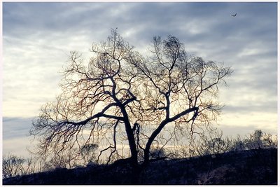 The angry  tree