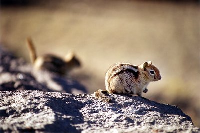 Chipmunks