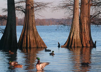 A Day at the Lake