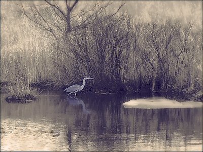 Great Blue Heron