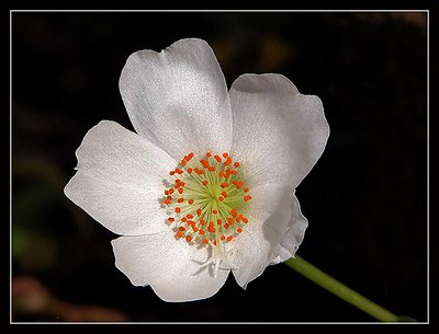 The Black BG and the white flower