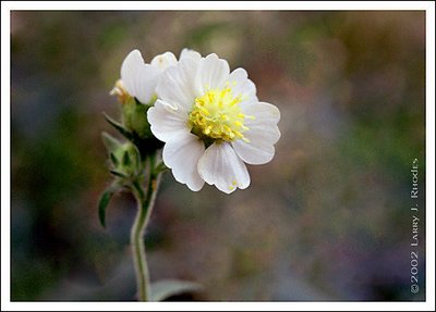 Little White Flower