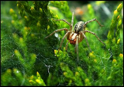 Araneus diadematus