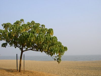 tree on beach