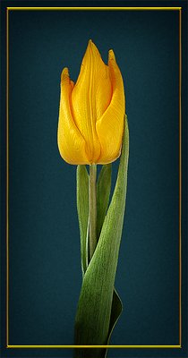 Tulip