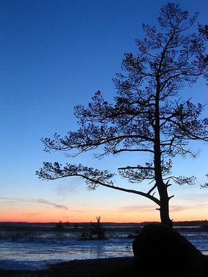 Tree behind the Stone