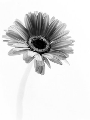 Flower Simplicity