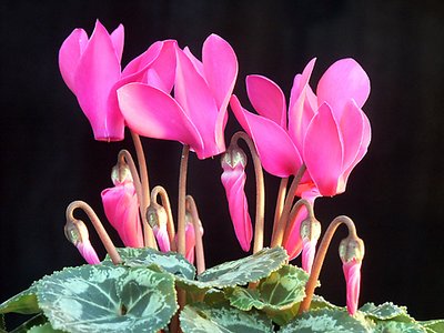 Cyclamen