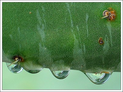 Drops I