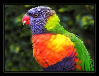 A Rainbow Lorikeet