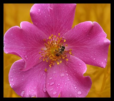 musk rose