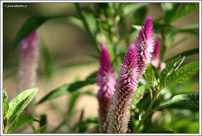 Nice Flowers