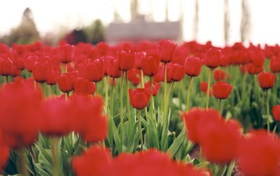 Mar de tulipanes