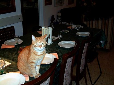 A guest for dinner.