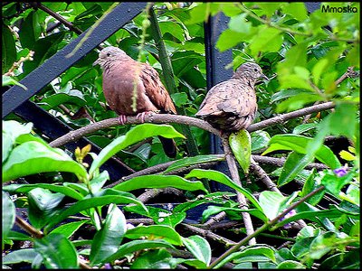 Bird Watcher - Divorced