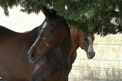 Fence line pals