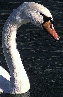 Swan (tighter crop)