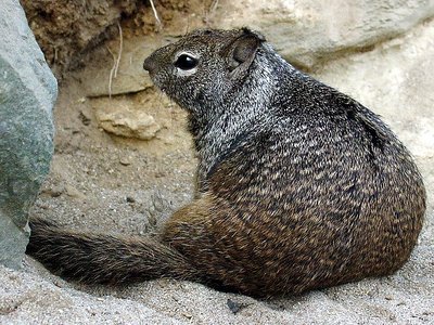 Cove Squirrel